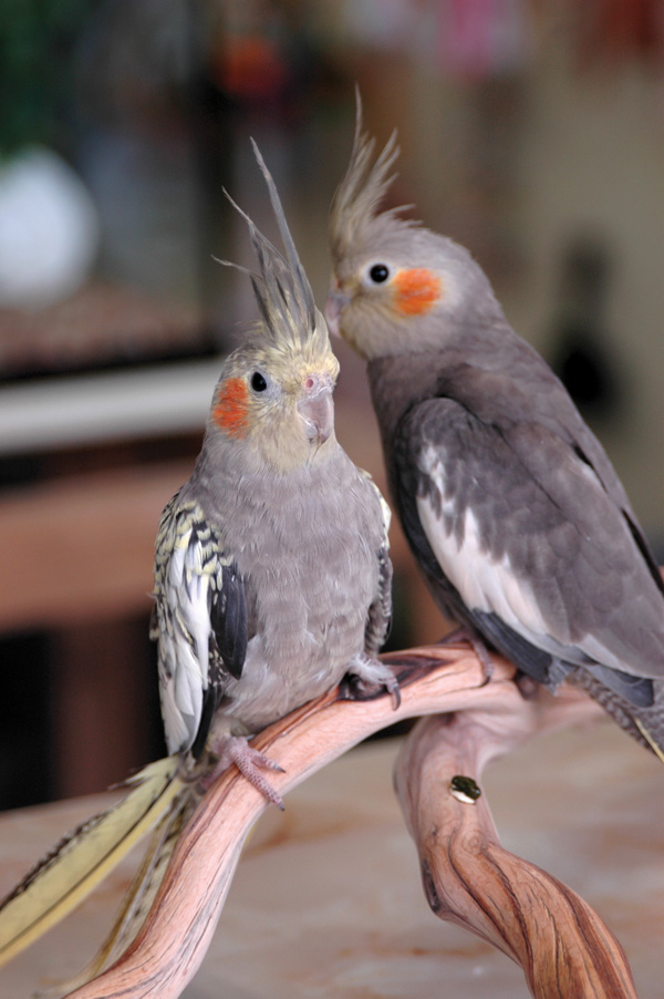 Cockatiels