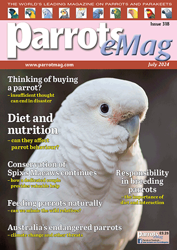 Magazine Design Parroot Parrots Magazine