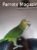 Orange Winged Amazon