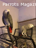 Wanted new homes for my African Grey  parrots