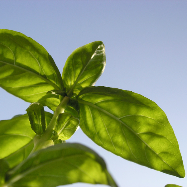 Basil The royal amongst herbs