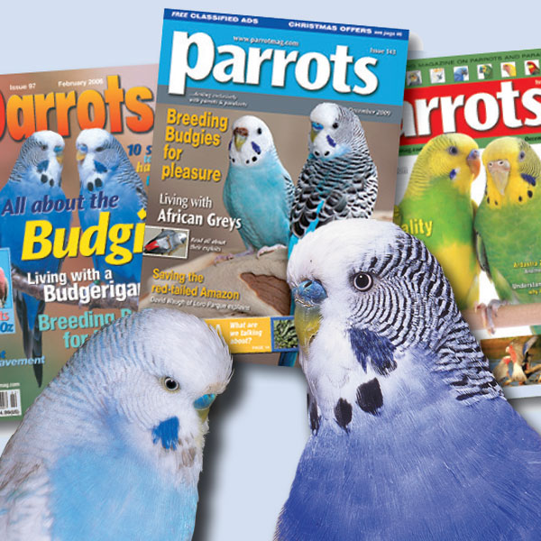 BlogBudgies