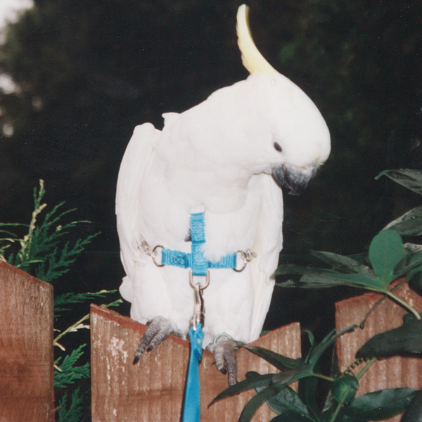 Bird harnesses and clearance leashes