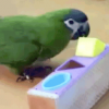 Cool Parrot Tricks
