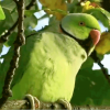 Parakeet Invasion
