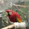 Parrots dancing in the water at Sarasota Jungle Gardens