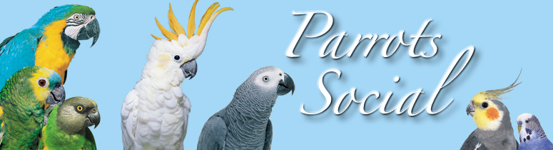 parrot-social
