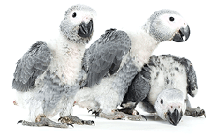 Parrots magazine Breeders Directory