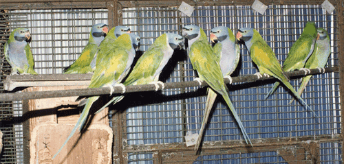 Derbyan Parakeets