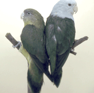 Pair of Madagascars