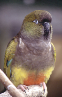 Patagonian Conure