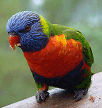 Lorikeet, Swainson's Blue Mountain