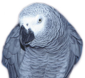 African Grey