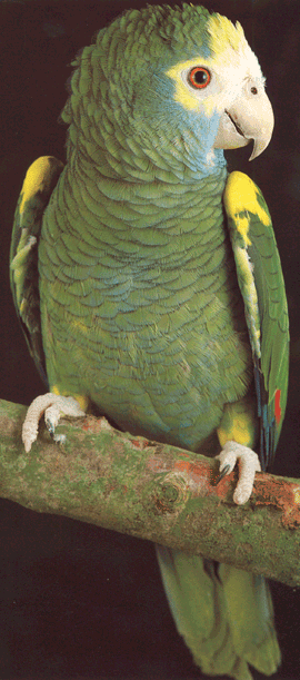 Yellow-shouldered Amazon