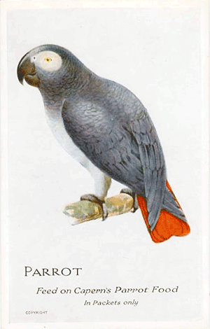 Parrots magazine postcard page