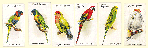 Collecting parrots on cigarette cards