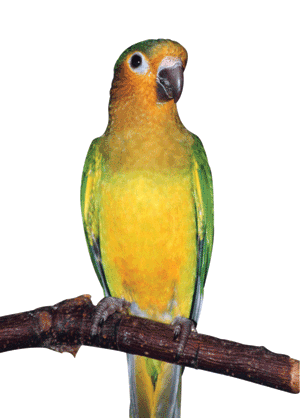 Parrots - The Brown-throated Conure