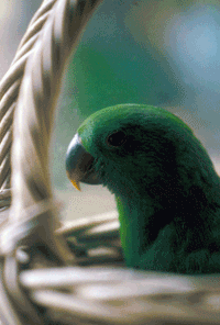 Parrots Magazine EB Cravens