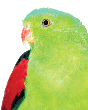 Parrots - The Holistic Parrot