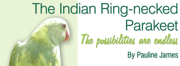 Ring-necked Parakeet