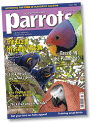 Parrots magazine February 2010