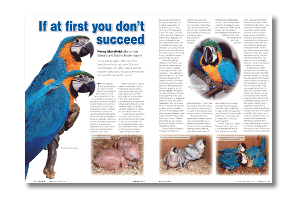 Inside the latest Parrots magazine