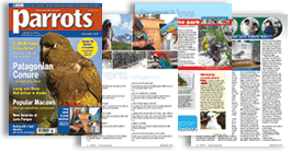 Parrots magazine September 2010 edition