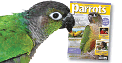 Parrots magazine out now - November 2010 edition