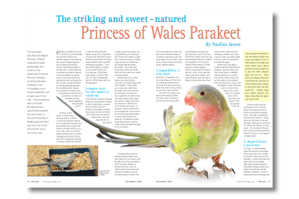 The striking and sweet-natured Princess of Wales Parakeet