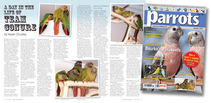 TeamConure-Spread