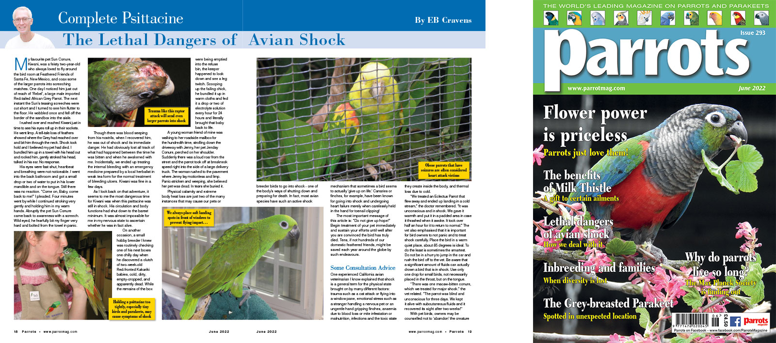 Spreads for web Parrots 278 4