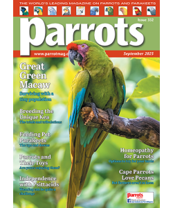 332_parrots_cover500px