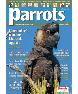 333_parrots_cover500px