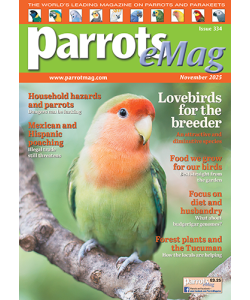 334_parrots_emagcover500px