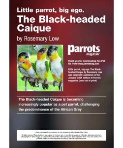 Parrots magazine, Black headed Caique