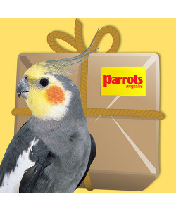 bundle-cockatiel