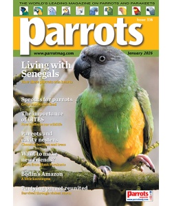 cover_parrots_mag_336_vw_500px