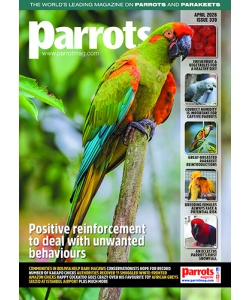 cover_parrots_mag_339_vw_500px