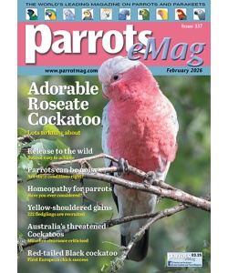 coveremag_parrots_mag_337_vw_500px