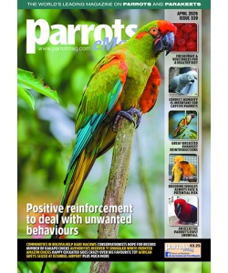 coveremag_parrots_mag_339_vw_500px