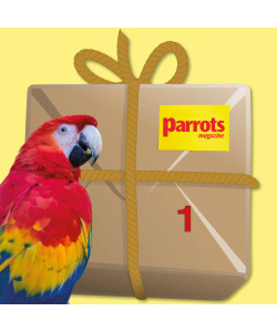 macaw_bundle1