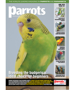 parrots_mag_341_vw_cover_500