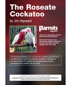 The Roseate Cockatoo