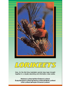 Land of Parrots Series - Lorikeets