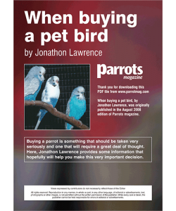Buying a Pet Bird