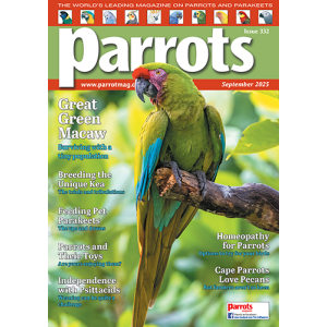 332_parrots_cover500px