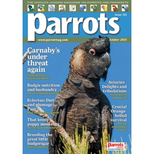 333_parrots_cover500px