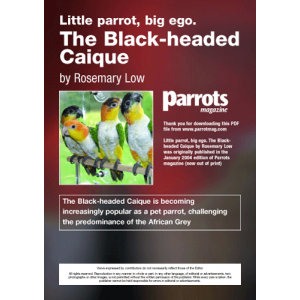 Parrots magazine, Black headed Caique