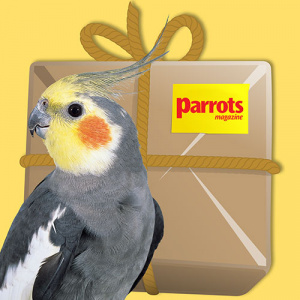 bundle-cockatiel