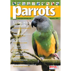cover_parrots_mag_336_vw_500px